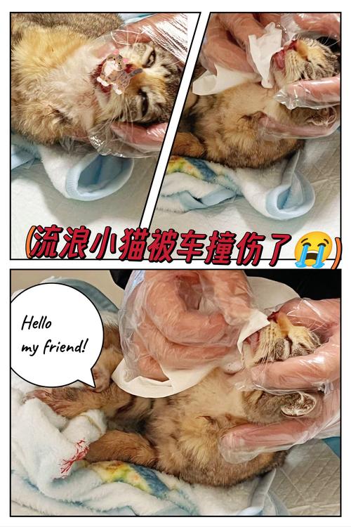 视频：猫咪撞车后口鼻流血怎么办？