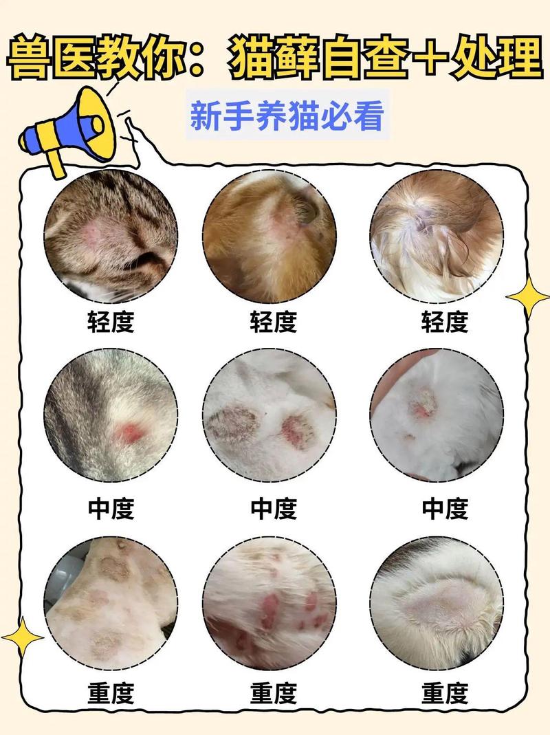 视频：猫咪有一块毛秃了不是猫癣怎么办？