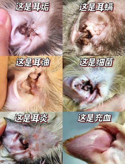 视频：猫咪有耳螨怎么办？