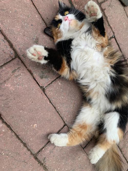 视频：猫咪散养会怎么样？
