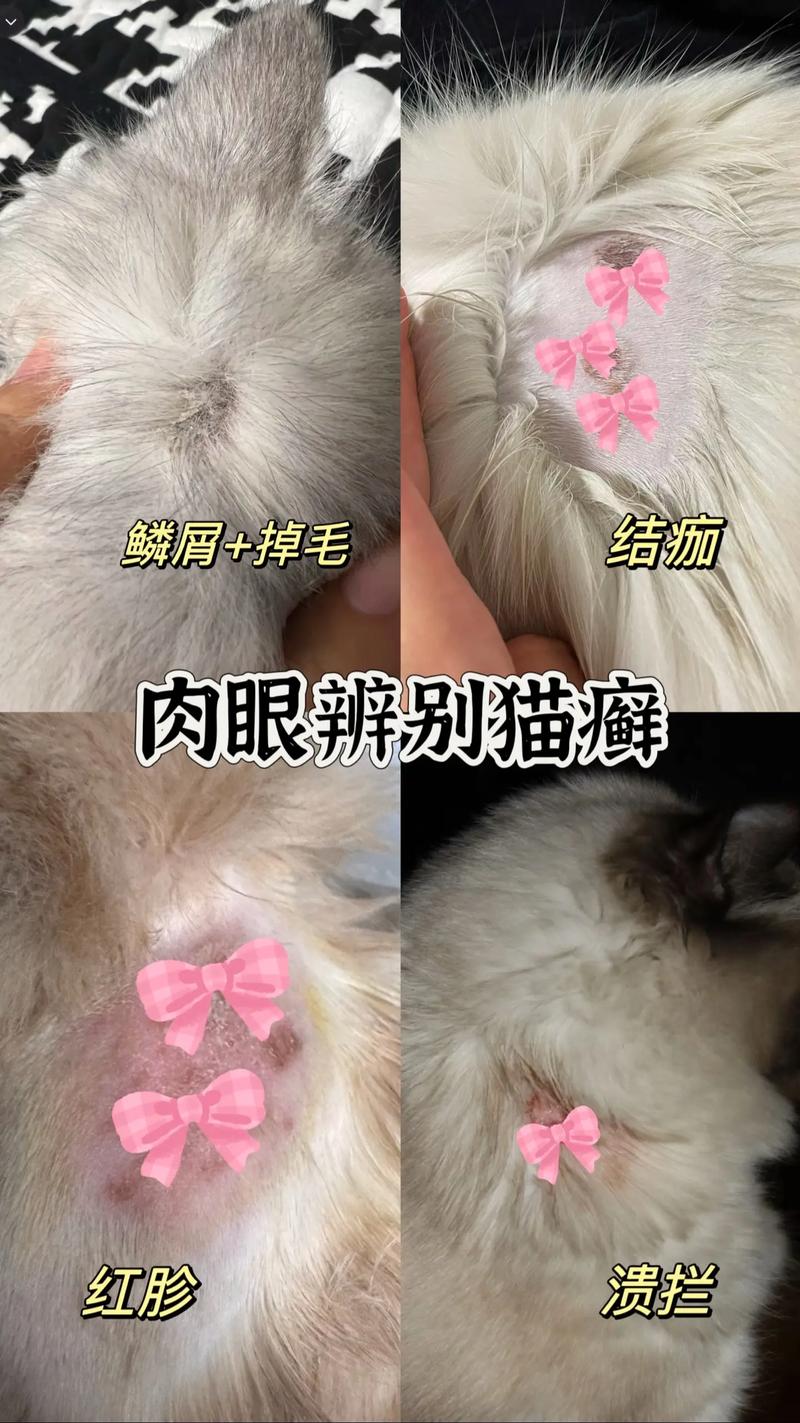 视频：猫咪斑秃和猫癣怎么区别呢？