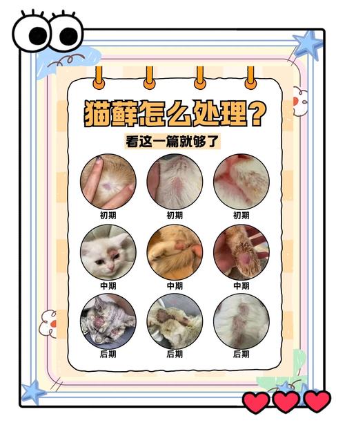 视频：猫咪是怎么感染真菌的呢？