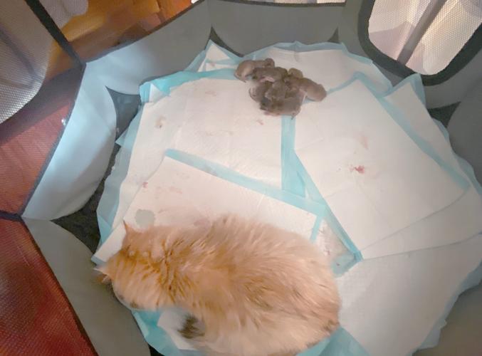 视频：猫咪流产会怎么样？