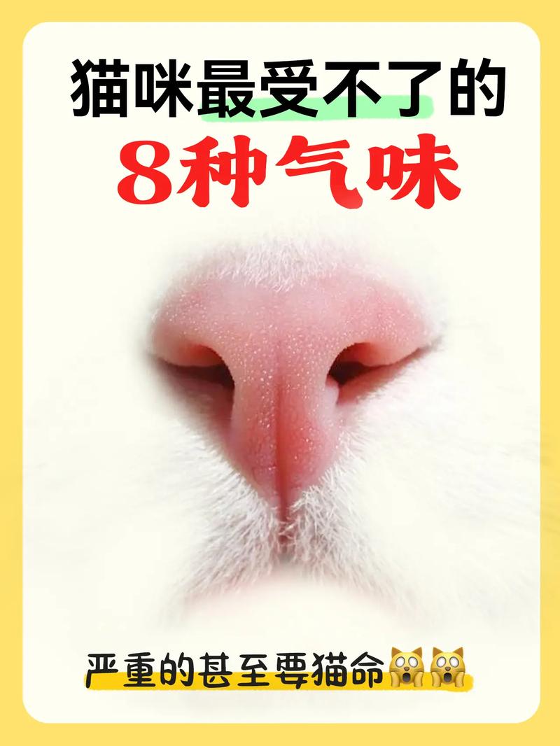 视频：猫咪最怕什么气味？