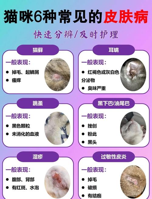 视频：猫咪湿疹结痂怎么办呢？
