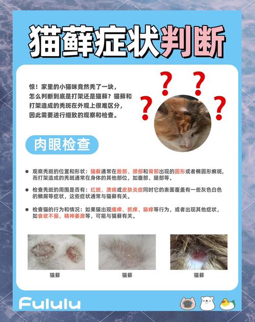 视频：猫咪有一块毛秃了不是猫癣怎么办？