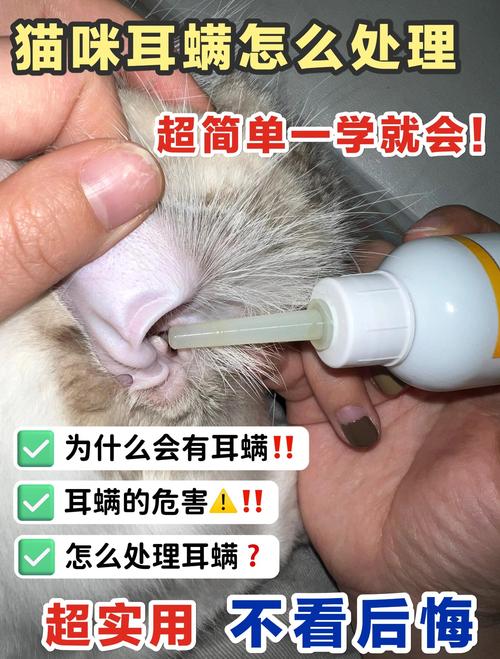 视频：猫咪有耳螨怎么办？