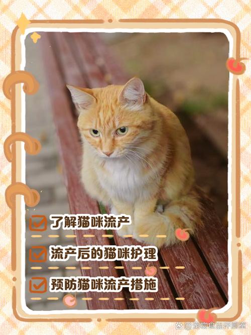 视频：猫咪流产会怎么样？