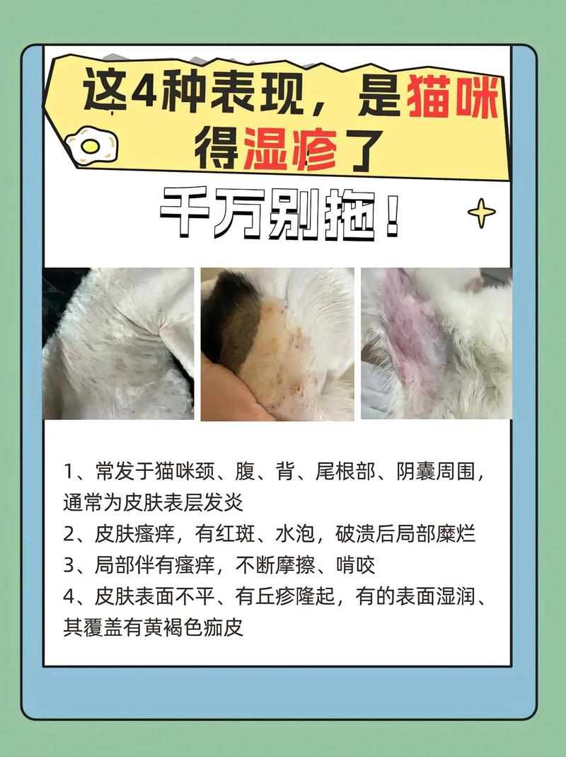 视频：猫咪湿疹结痂怎么办呢？