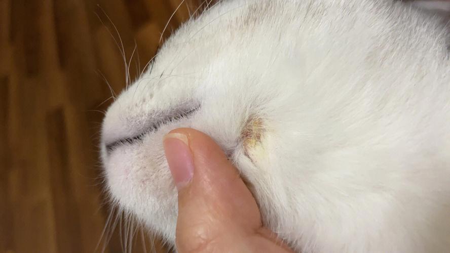 视频：猫咪猫癣用达克宁怎么样呢？