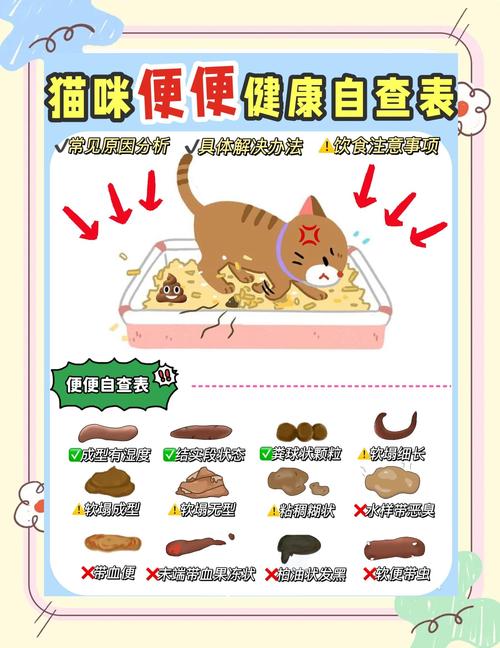 视频：猫咪灌肠后多久可以排泄呢？