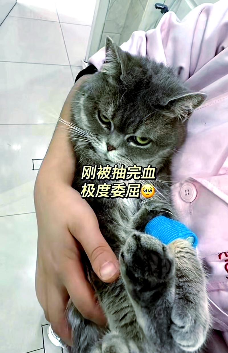 视频：猫咪献血会有什么影响呢？