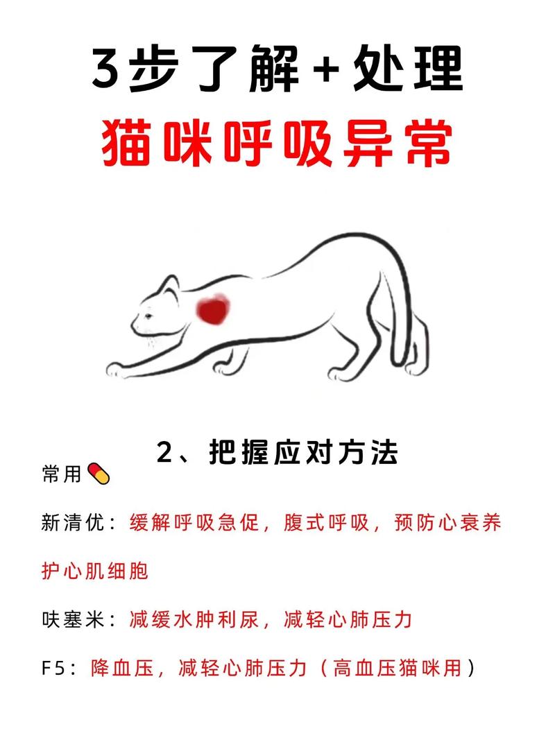 视频：猫咪生产后呼吸急促是怎么回事呢？