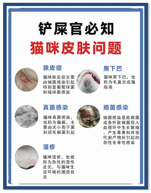 视频：猫咪疑似皮肤病该怎么办呢？