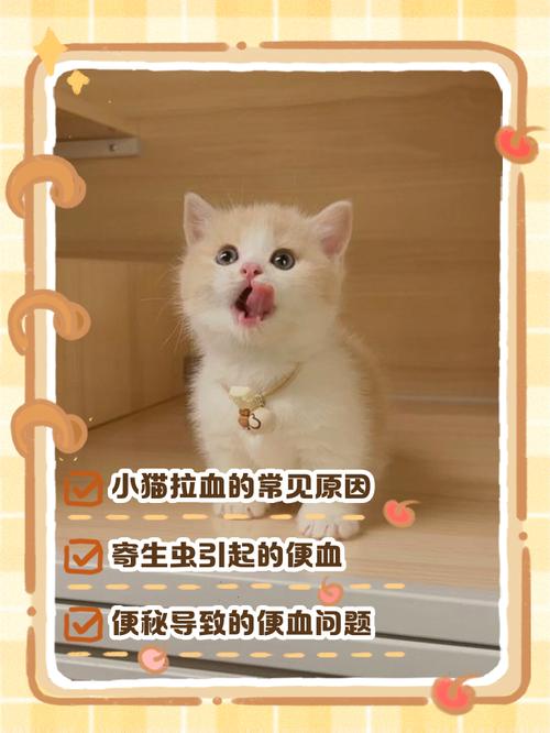 视频：猫咪献血会有什么影响呢？