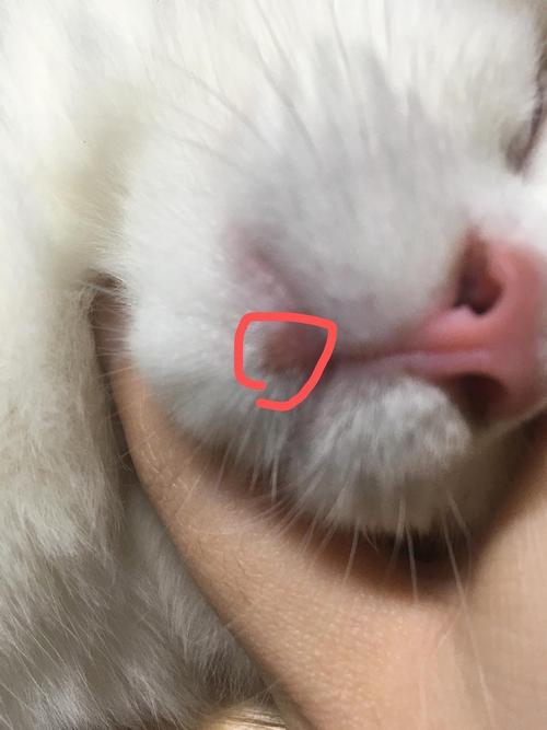视频：猫咪的下巴长了红疙瘩是怎么回事呢？