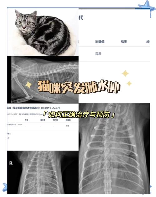 视频：猫咪生产后呼吸急促是怎么回事呢？