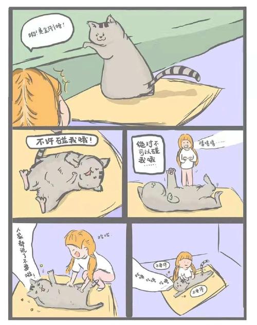 视频：猫咪用脸蹭主人怎么回事呢？
