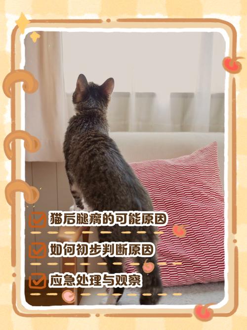 视频：猫咪的后腿被门夹了怎么办？