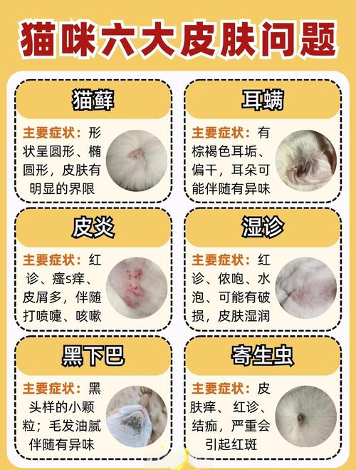 视频：猫咪疑似皮肤病该怎么办呢？