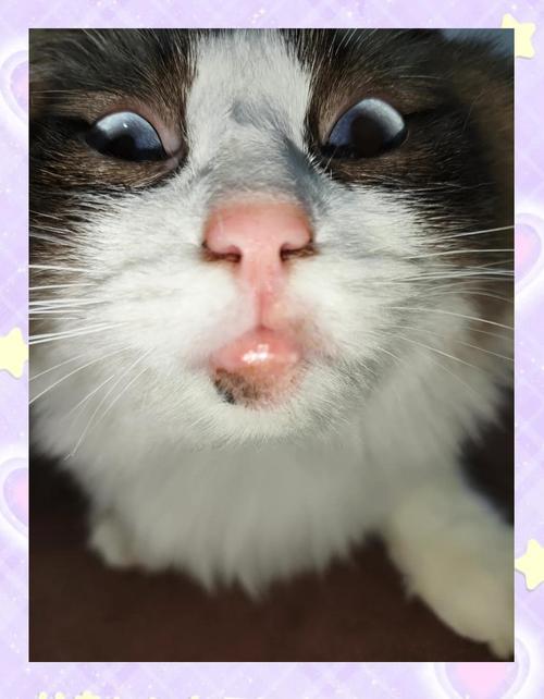 视频：猫咪的炎症下降缓慢是怎么了？