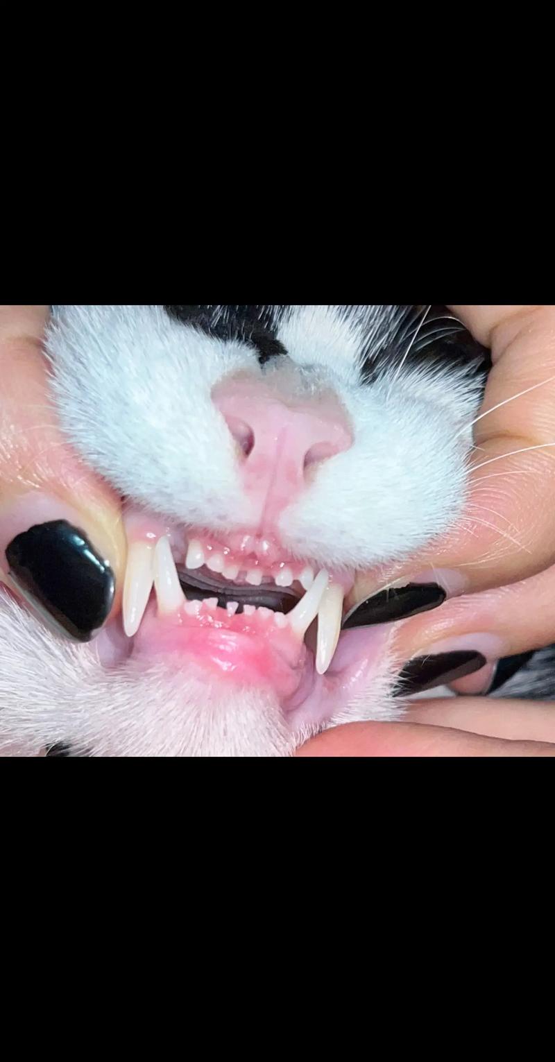 视频：猫咪的牙齿有什么功能？
