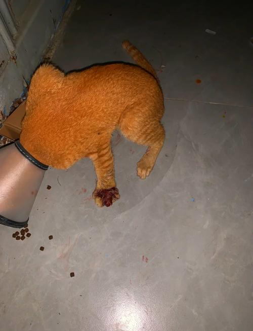 视频：猫咪的后腿被门夹了怎么办？
