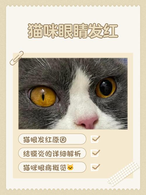 视频：猫咪的眼睛为什么会变红？