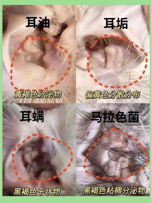 视频：猫咪的耳朵很脏是怎么回事？