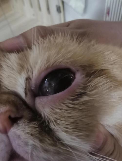 视频：猫咪的炎症下降缓慢是怎么了？