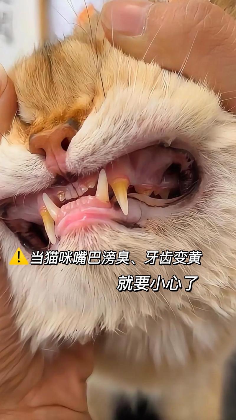 视频：猫咪的牙齿有什么功能？