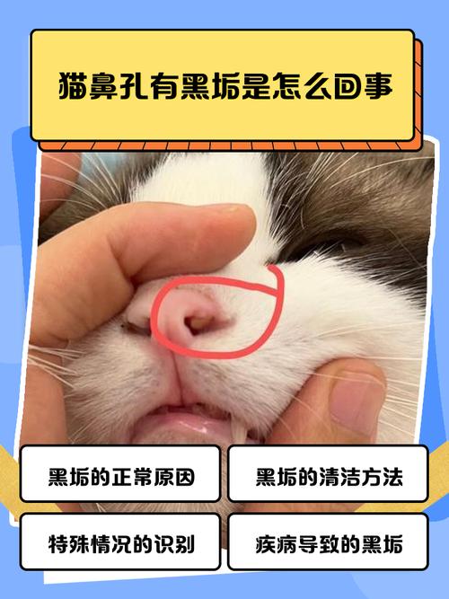 视频：猫咪的鼻子为什么会变色？