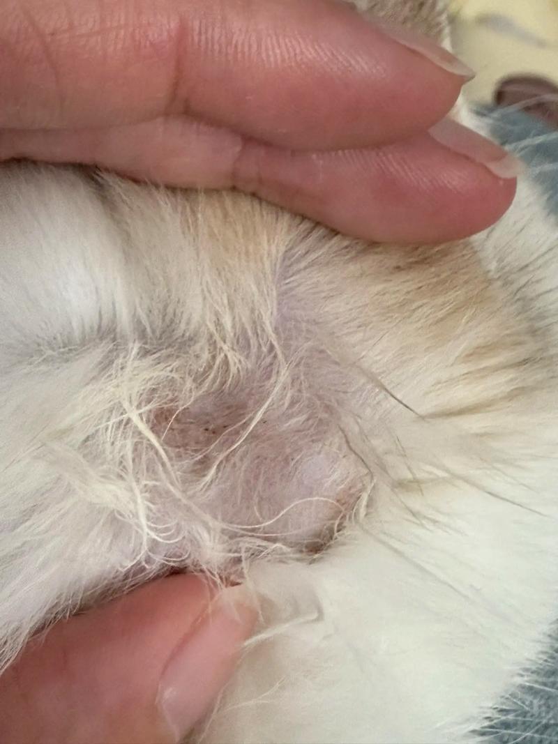 视频：猫咪皮肤上有一块秃了是皮肤病吗？