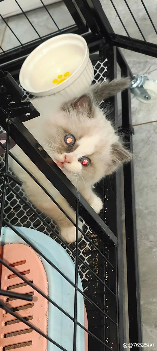 视频：猫咪的眼睛为什么会变红？