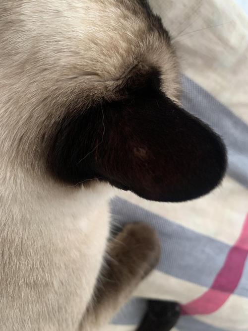 视频：猫咪皮肤出现黑色斑块怎么回事呢？