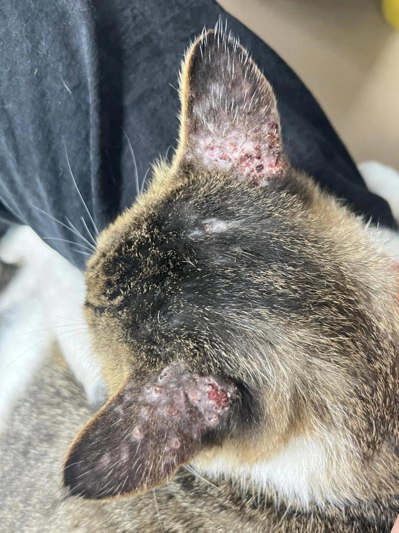 视频：猫咪的耳朵往后贴是怎么了？