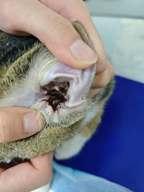 视频：猫咪的耳朵很脏是怎么回事？