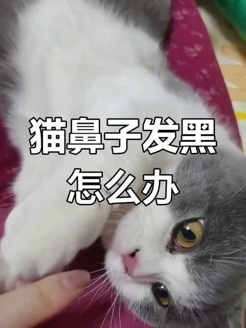 视频：猫咪的鼻子为什么会变色？
