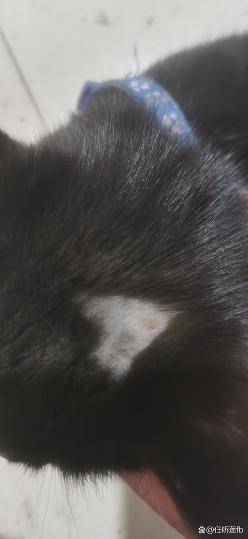 视频：猫咪皮肤上有一块秃了是皮肤病吗？