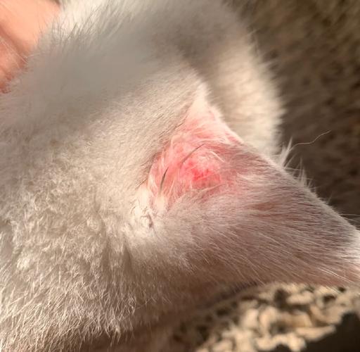 视频：猫咪皮肤抓破了是不是得了皮肤病？