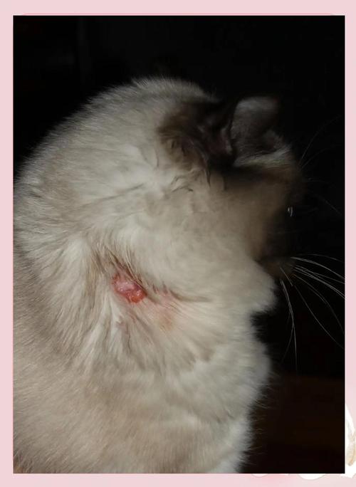 视频：猫咪皮肤病可以抹红霉素吗？