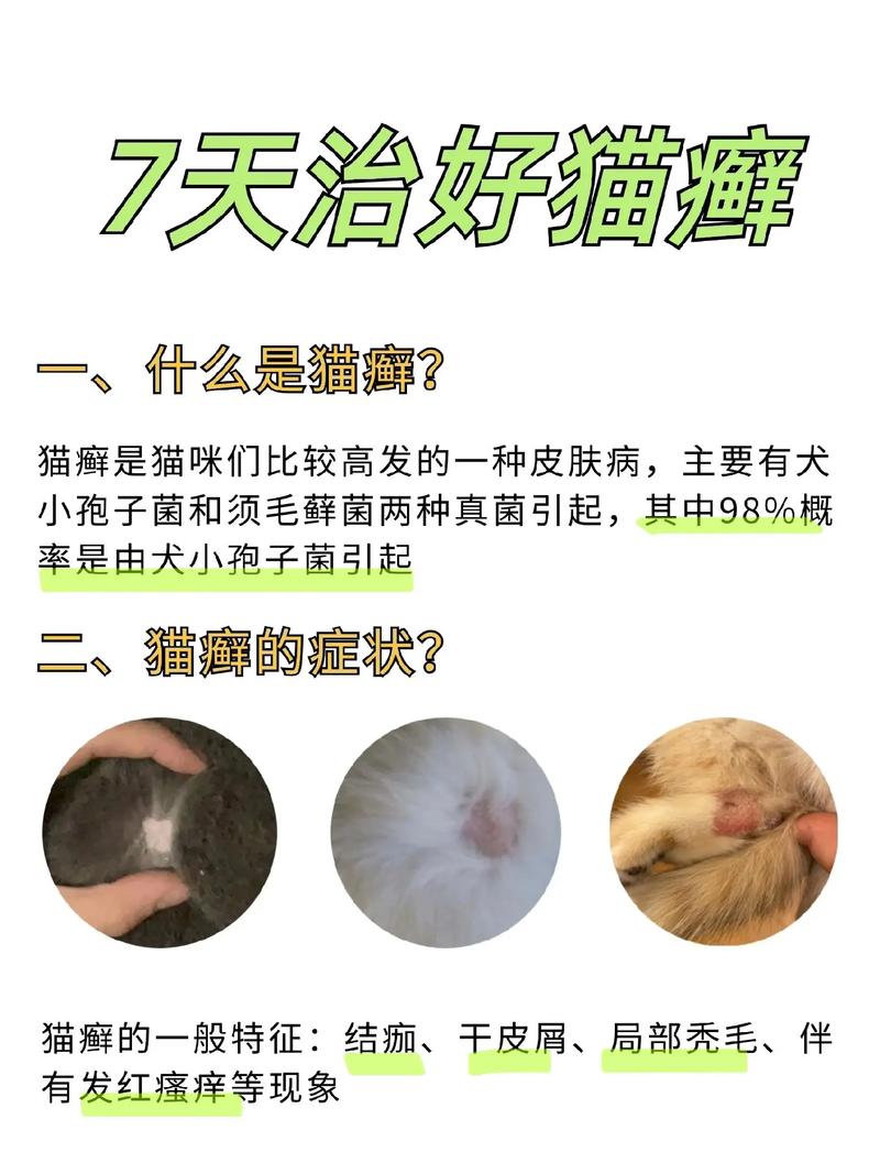 视频：猫咪皮肤病该怎么用药呢？