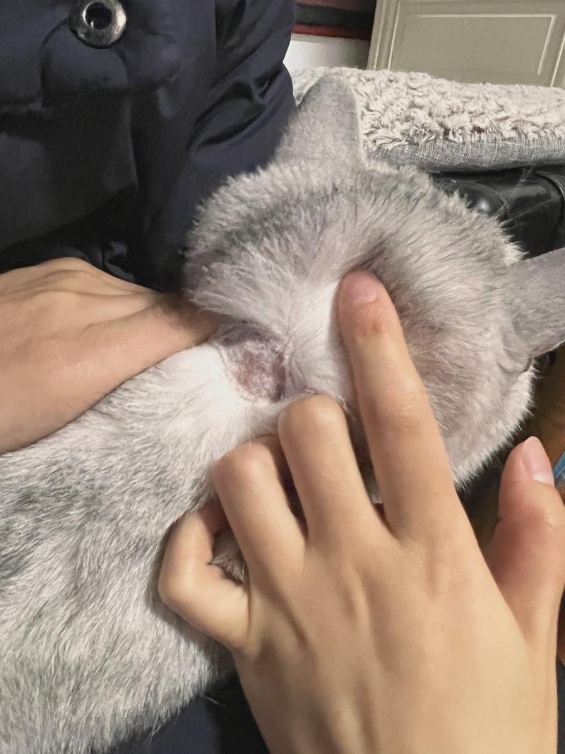 视频：猫咪皮肤结痂掉毛怎么处理？