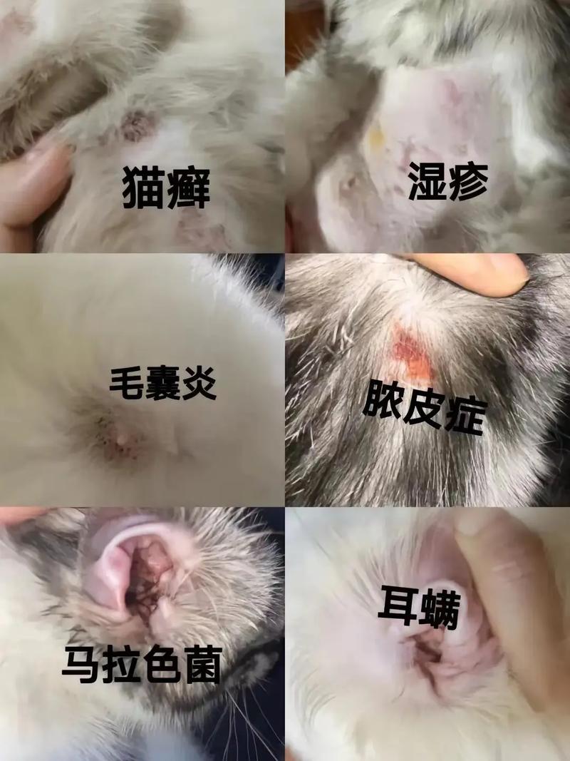 视频：猫咪皮肤长了很多小疙瘩是怎么了？