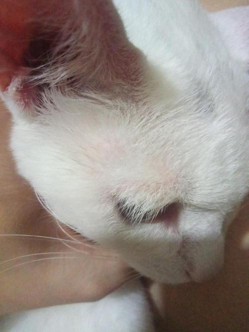 视频：猫咪眉毛位置毛发稀疏是怎么回事？