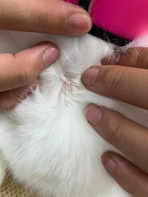 视频：猫咪皮肤病结痂了是不是快好了？