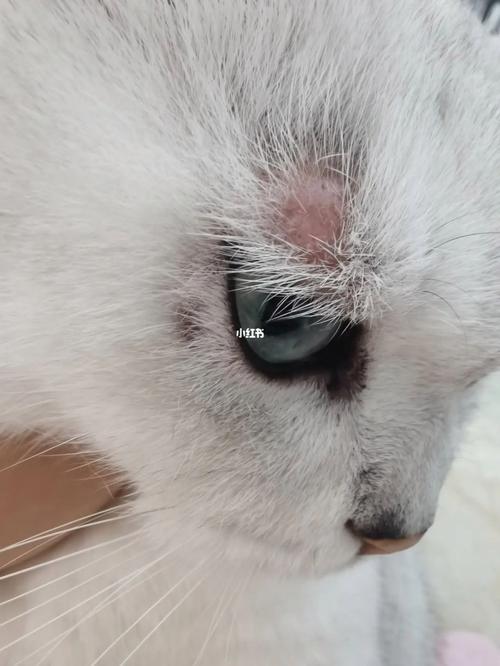 视频：猫咪眼周脱毛是怎么了？