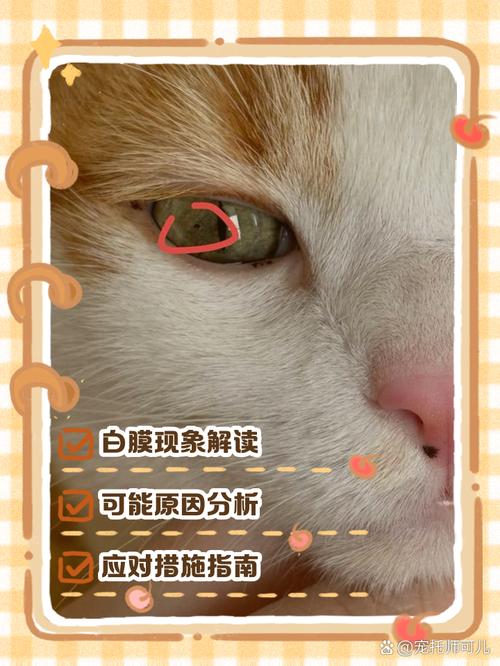 视频：猫咪眼睛有一层浑浊的膜是怎么回事？