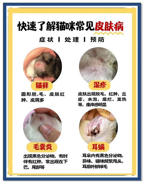 视频：猫咪皮肤结痂掉毛怎么处理？