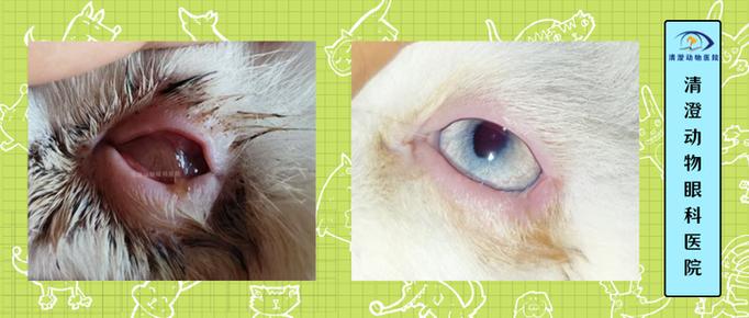 视频：猫咪眼睛红肿睁不开怎么办？